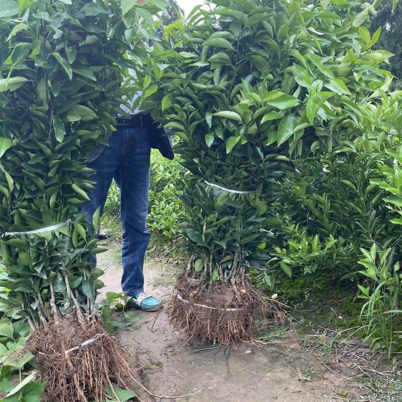 沙糖桔苗.砂糖橘树苗.早熟砂糖树苗.晚熟沙糖桔苗