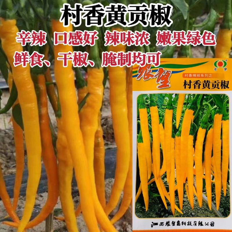 农望村香贡椒种子村香9号黄皮线椒种子香辣高产黄色条椒辣椒