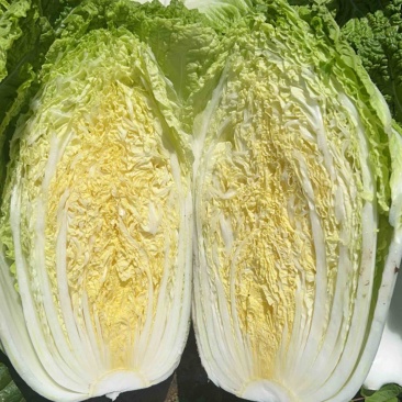 货源充足，质量保证！量大从优