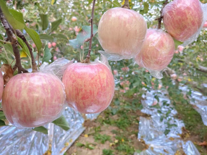 秋季丰收时节,果农在红富士苹果园中采摘果实,篮子里装满红彤彤的大果苹果,树上挂着测量标签显示果径为82mm,远处可见现代化分拣车间,展现从采摘到分级的完整产业链场景 丰收季节果园采摘场景