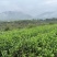 大板尖宁红工夫茶叶大量供应，厂家直发，支持零售批发