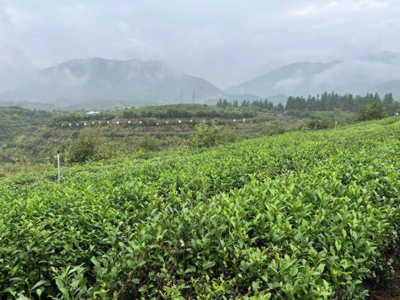包邮宁红金毫大量供应功夫红茶，厂家直发支持零售批发。
