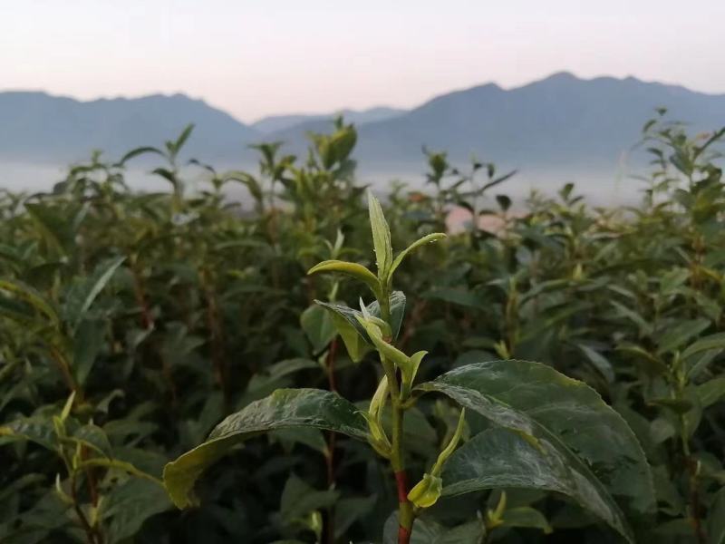 大板尖宁红工夫60g装厂家供应货源充足，量大从优，支持零