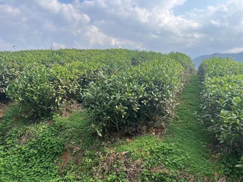 大板尖宁红工夫60g装厂家供应货源充足，量大从优，支持零