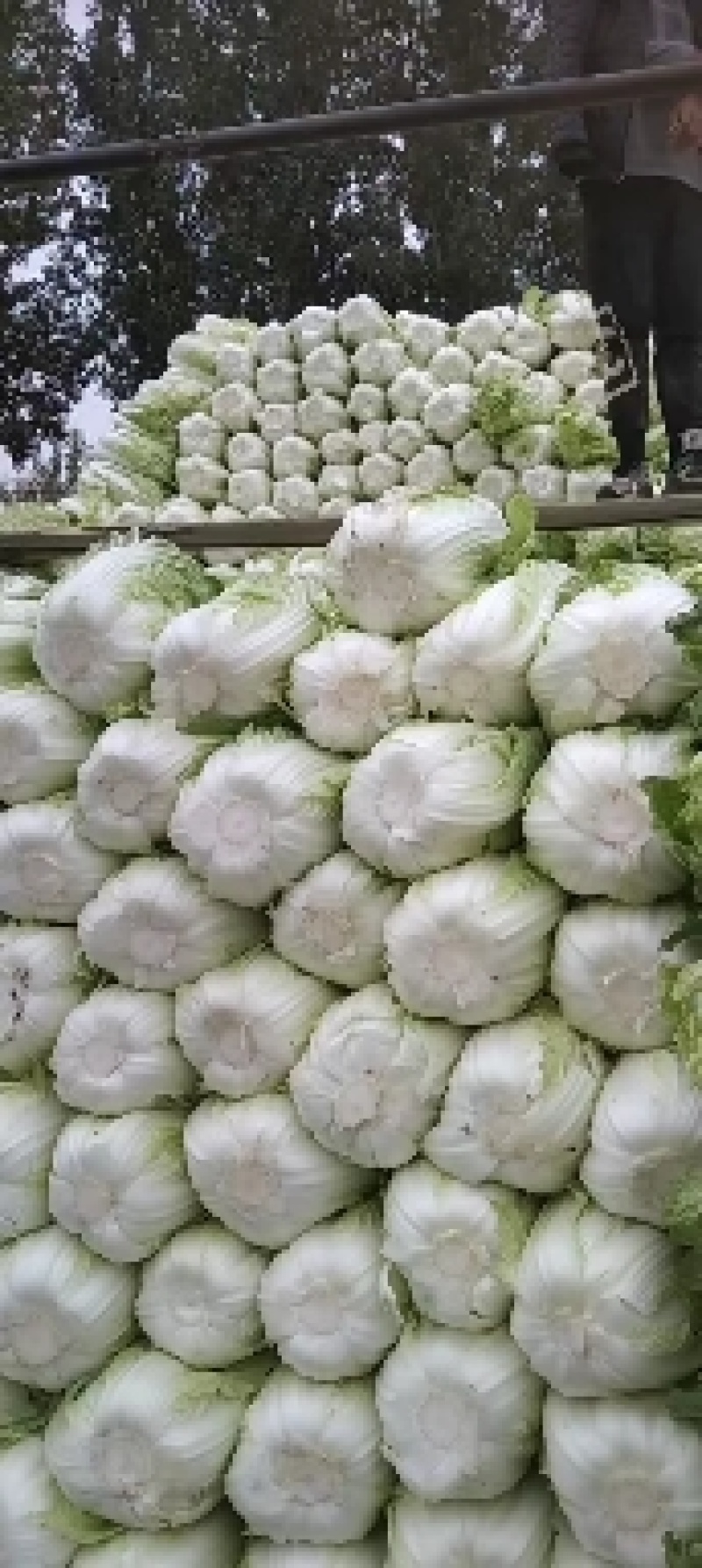 白菜
