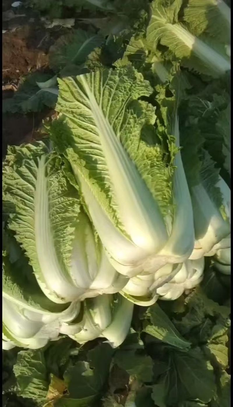 白菜