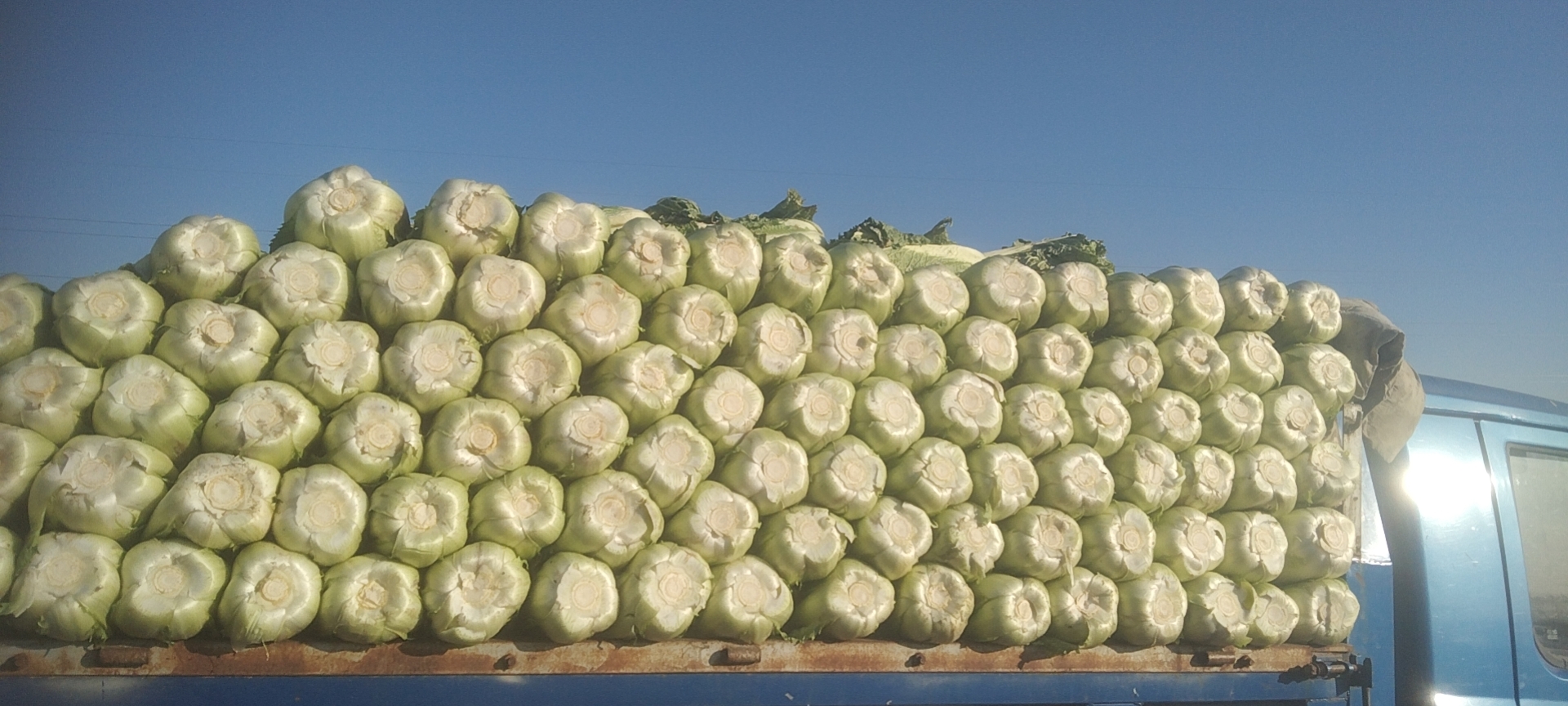 山东寿光10月上旬晚播京秋4号白菜田间实景:植株包心紧实、外叶蜡质层厚、无病斑,工人正进行分级采收;背景可见远处堆放的周转筐与冷链运输车,体现‘即采即运’供应链节奏 晚播耐储白菜田间长势与采收场景