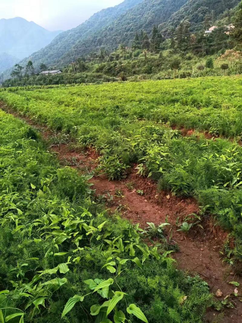 百部种苗，新苗出售，大量出货，种植基地，欢迎来电咨询