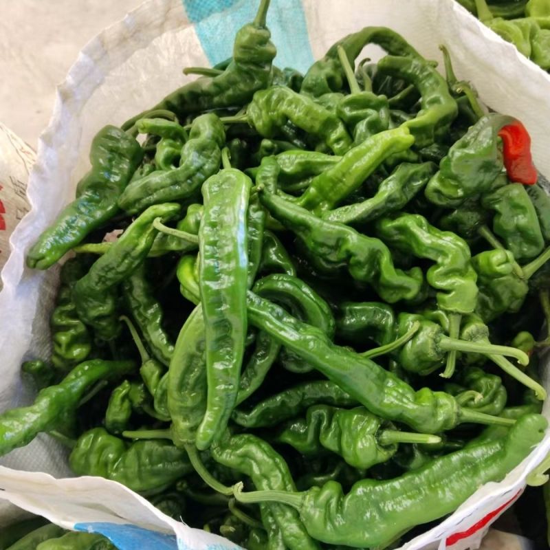 山东螺丝椒，鲜辣椒，品种多样，产地代办代发，一手货源无中