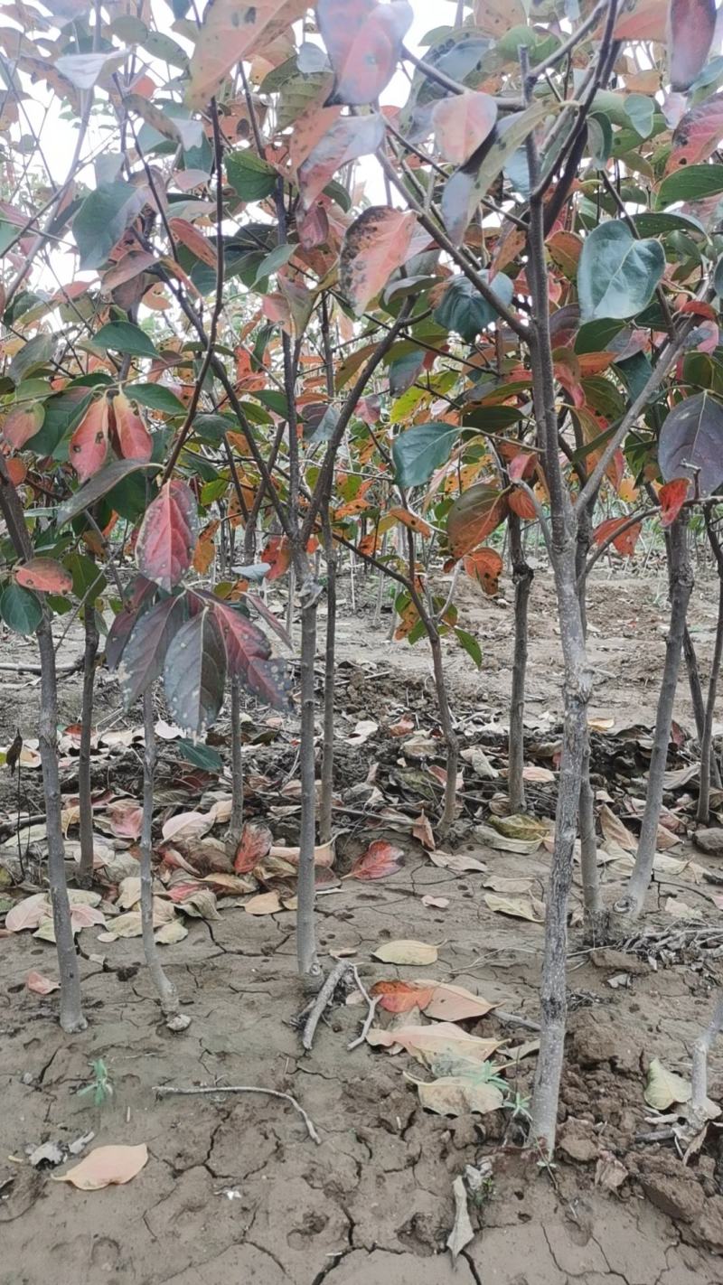 阳丰甜柿子树苗大量供应，果个大口感好需要抓紧联系采购树苗