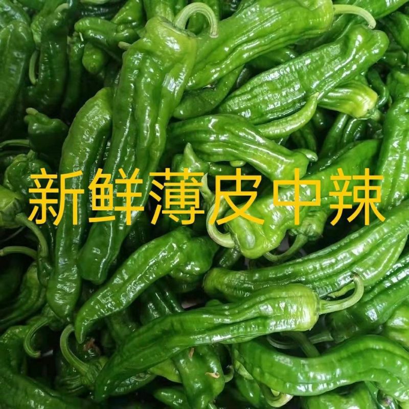 301辣椒，薄皮泡椒，产地各品种辣椒，规格齐全，欢迎咨询