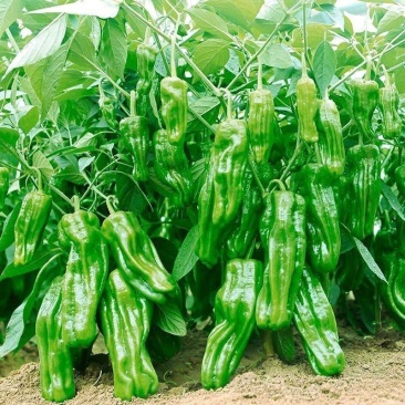 【皱皮椒】费县辣椒，专业代办，长期大量供应，支持视频看货