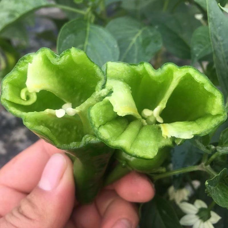 【皱皮椒】费县辣椒，专业代办，长期大量供应，支持视频看货