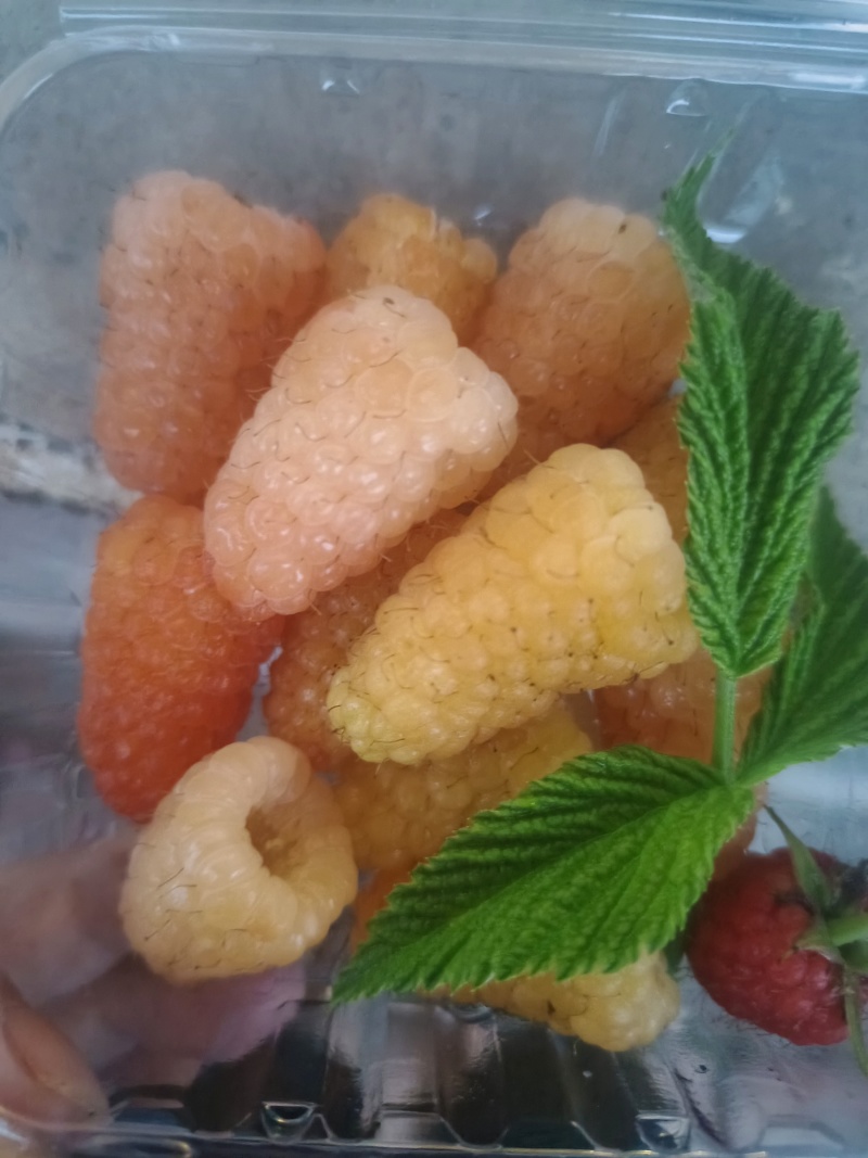 橙色奇迹黄树莓苗双季黄树莓苗盆栽地栽南方北方都适合