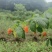 橙色奇迹黄树莓苗双季黄树莓苗盆栽地栽南方北方都适合