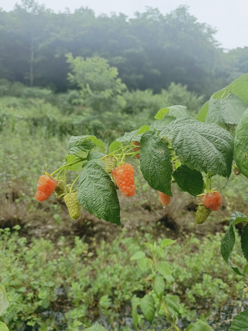 橙色奇迹黄树莓苗双季黄树莓苗盆栽地栽南方北方都适合