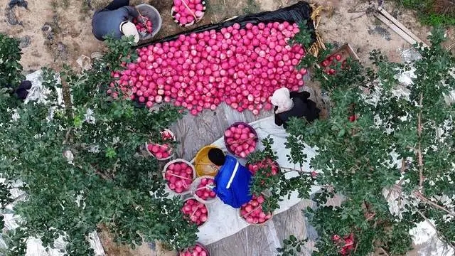 栖霞苹果丰收景象