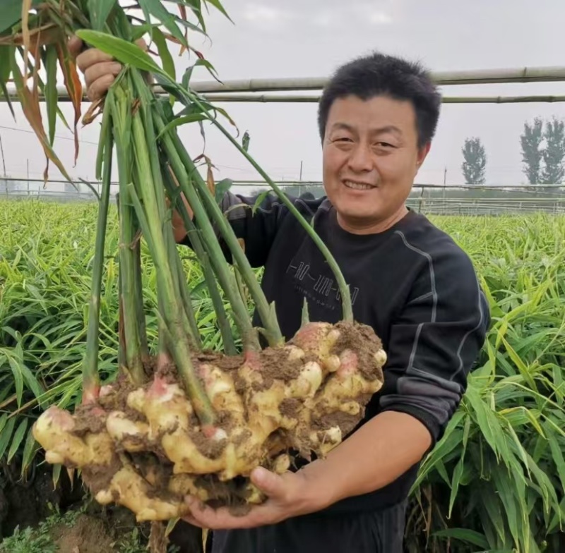 河北-生姜产地批发全国发货坏烂包赔（供电商）