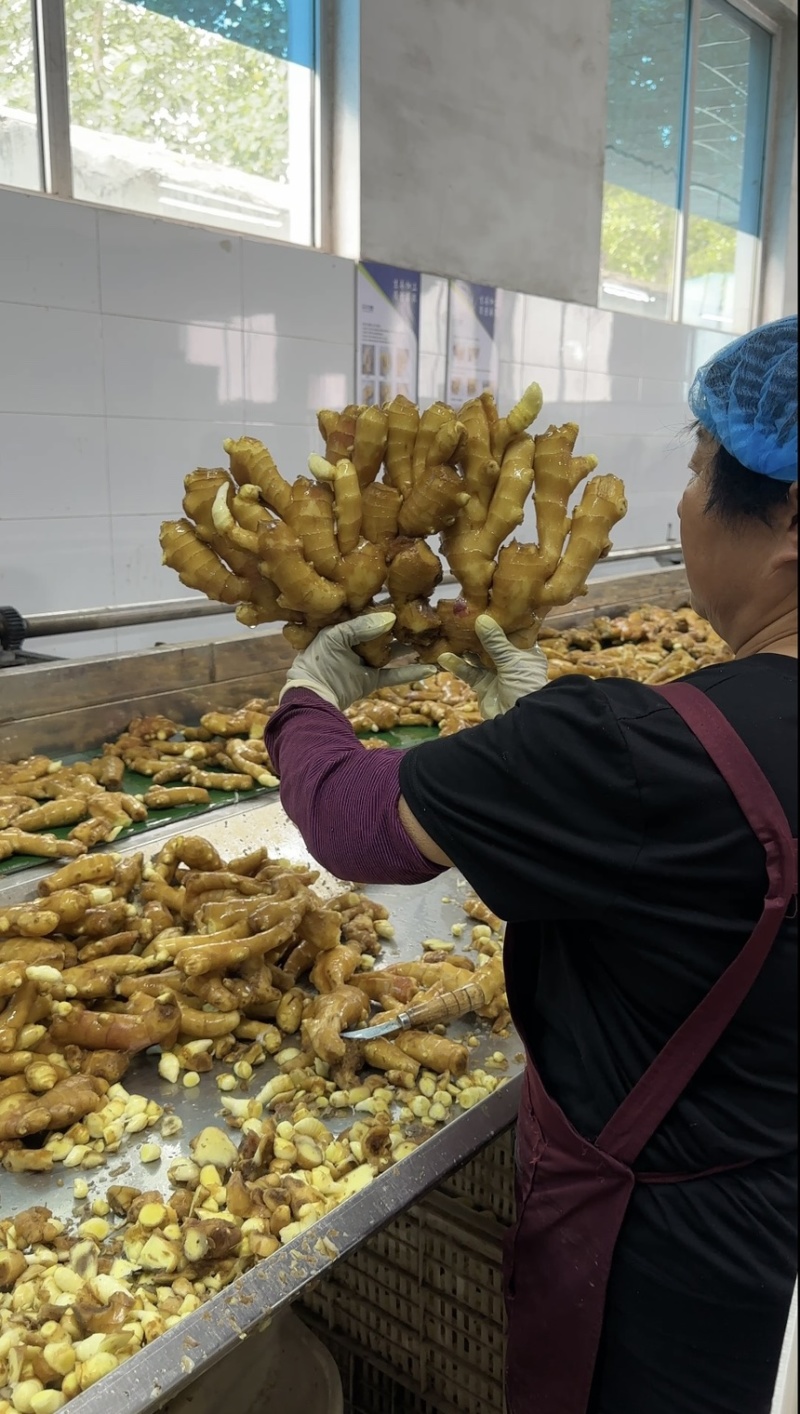 河北-生姜产地批发全国发货坏烂包赔（供电商）