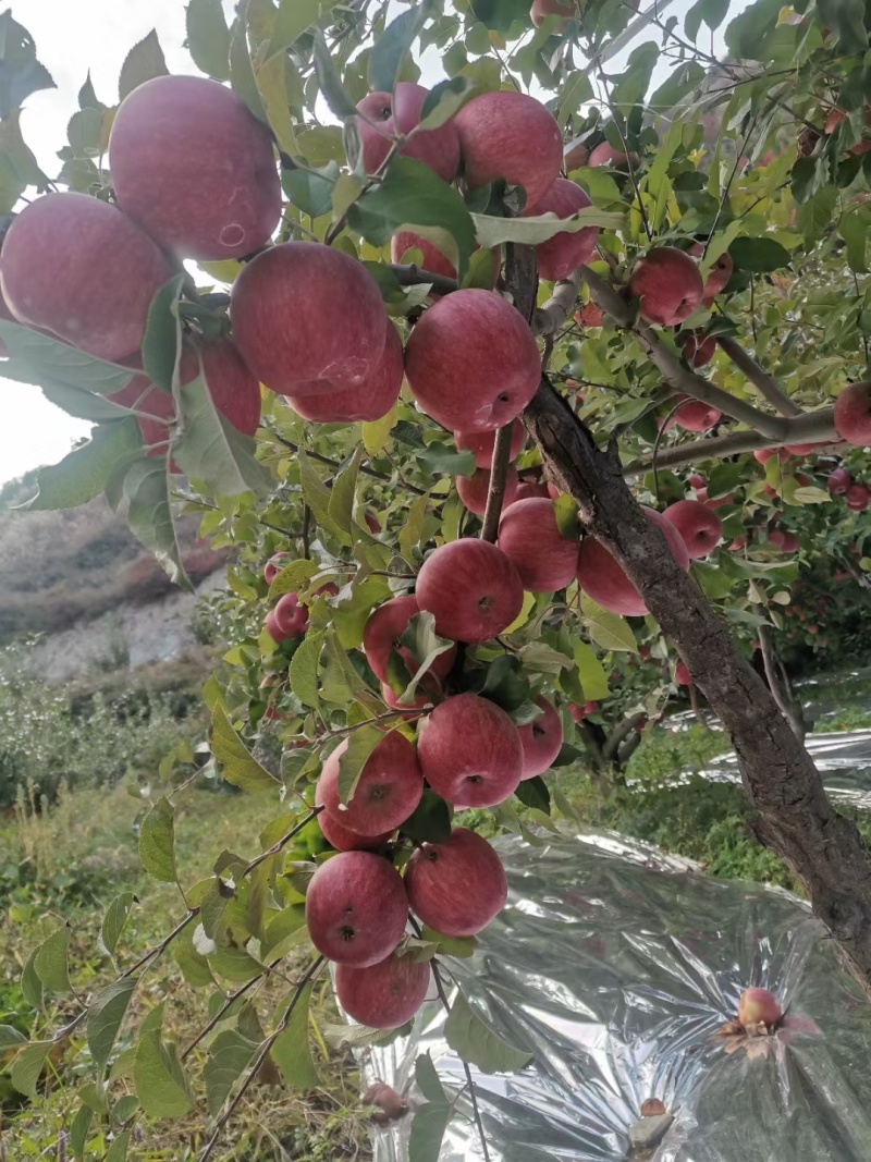 高原糖心富士