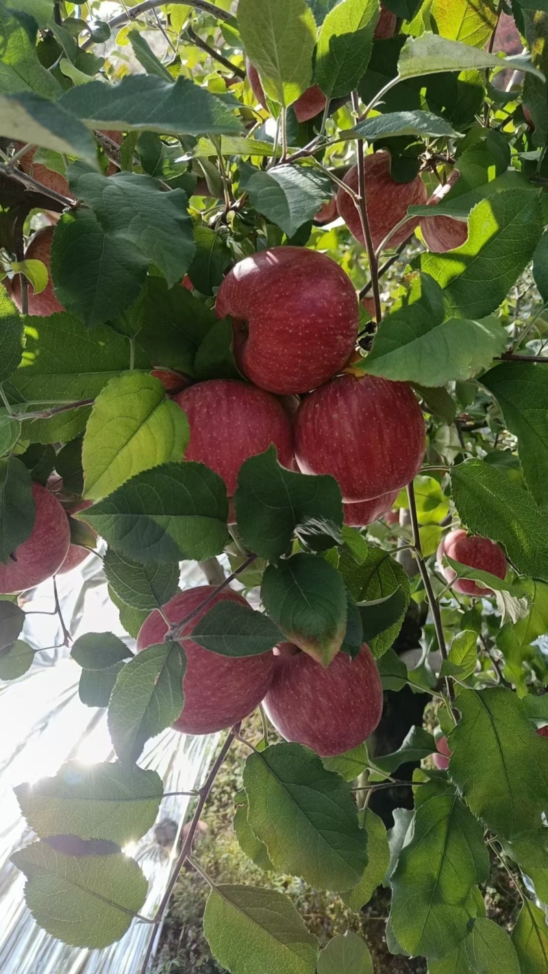 高原糖心富士