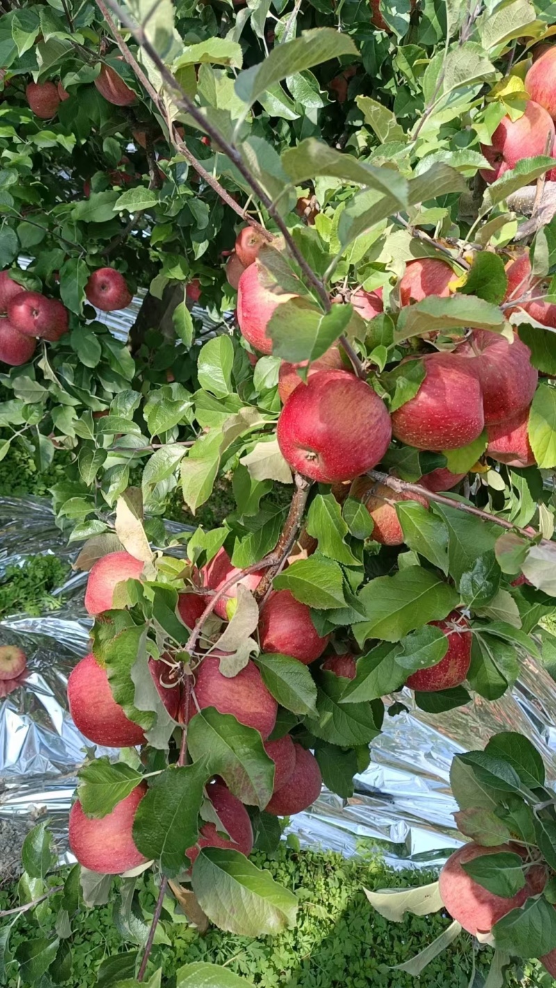 高原糖心富士