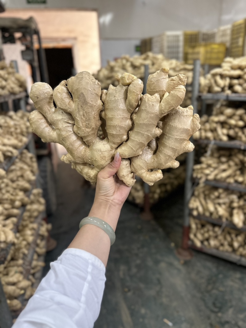 河北-生姜产地批发全国发货坏烂包赔（供电商）