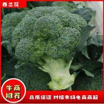 【牛商推荐】西兰花，新鲜采摘，现摘现发，花球浓绿