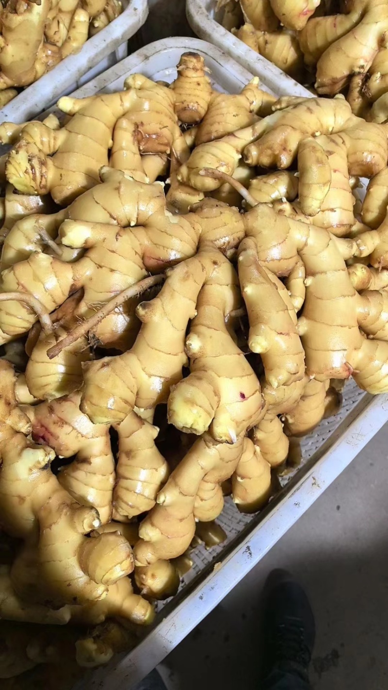 陕西-生姜产地批发超市加工全年批发零售