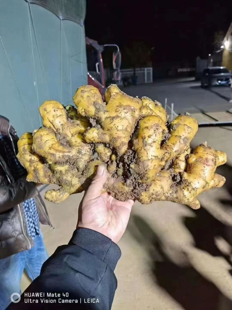 陕西-生姜产地批发超市加工全年批发零售