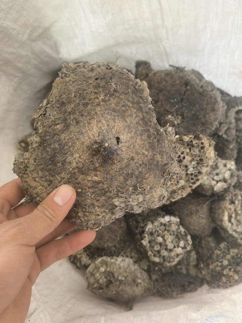 蜂房露蜂房新货大统软蜂房关书药材品质保证规格齐全