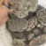 蜂房露蜂房新货大统软蜂房关书药材品质保证规格齐全
