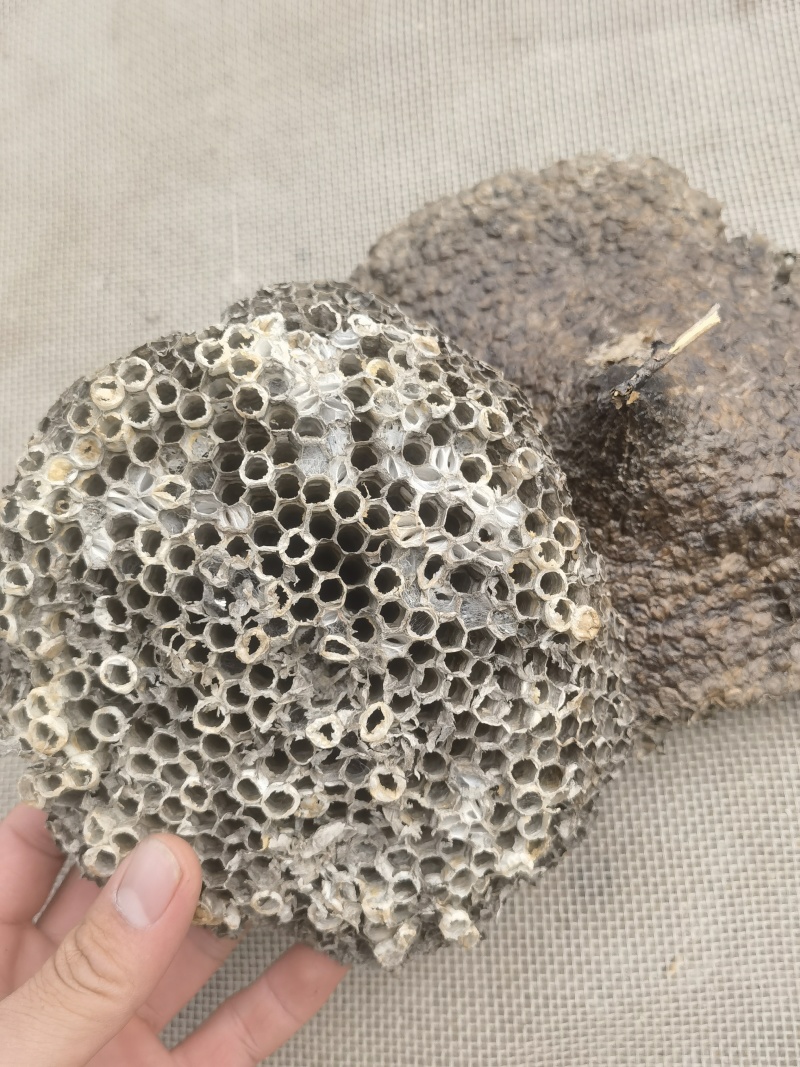 蜂房露蜂房新货大统软蜂房关书药材品质保证规格齐全