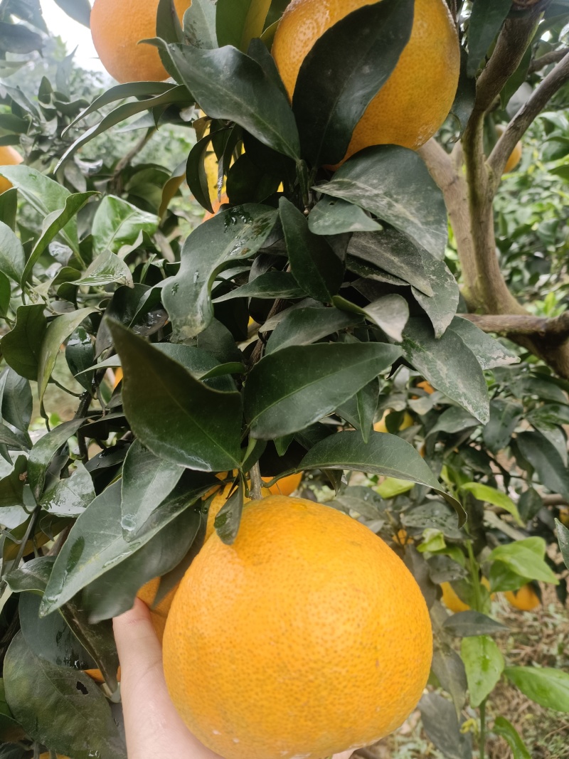 四川爱媛果冻橙，皮薄多汁，口感细腻，欢迎各渠道对接