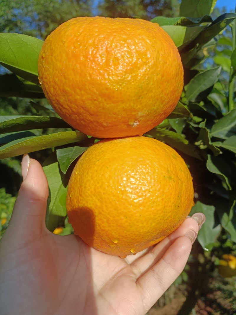 四川爱媛果冻橙，皮薄多汁，口感细腻，欢迎各渠道对接
