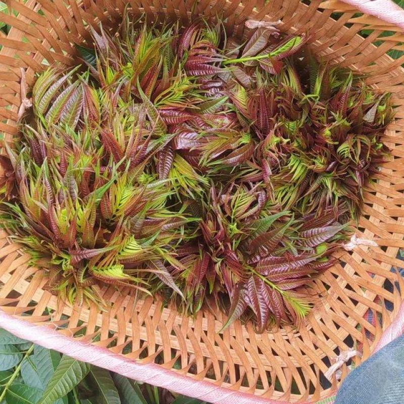 云南露天.新鲜红油香椿.红油香椿芽.产地直销。口感香嫩！