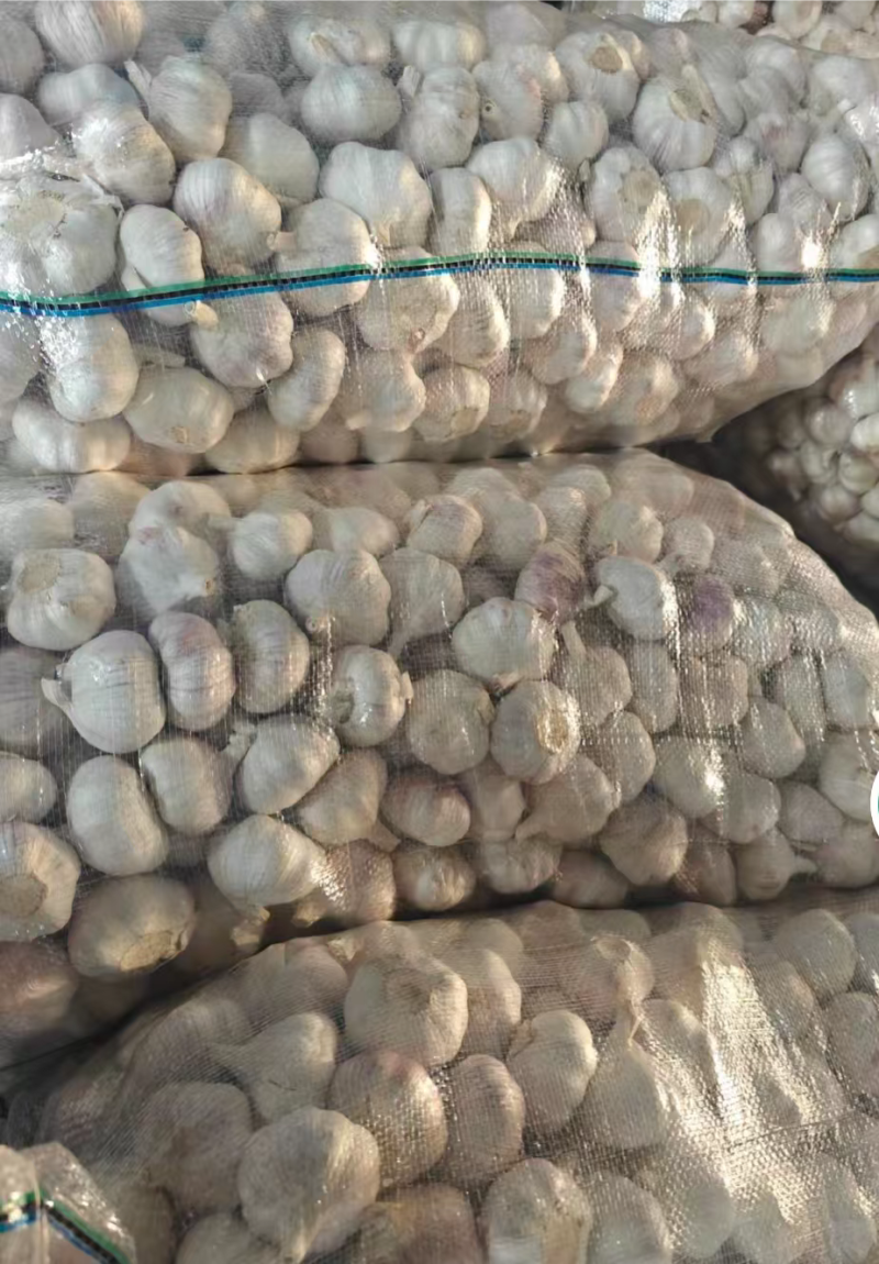 【推荐】金乡大蒜紫皮大蒜原产地发货全国发货欢迎联系