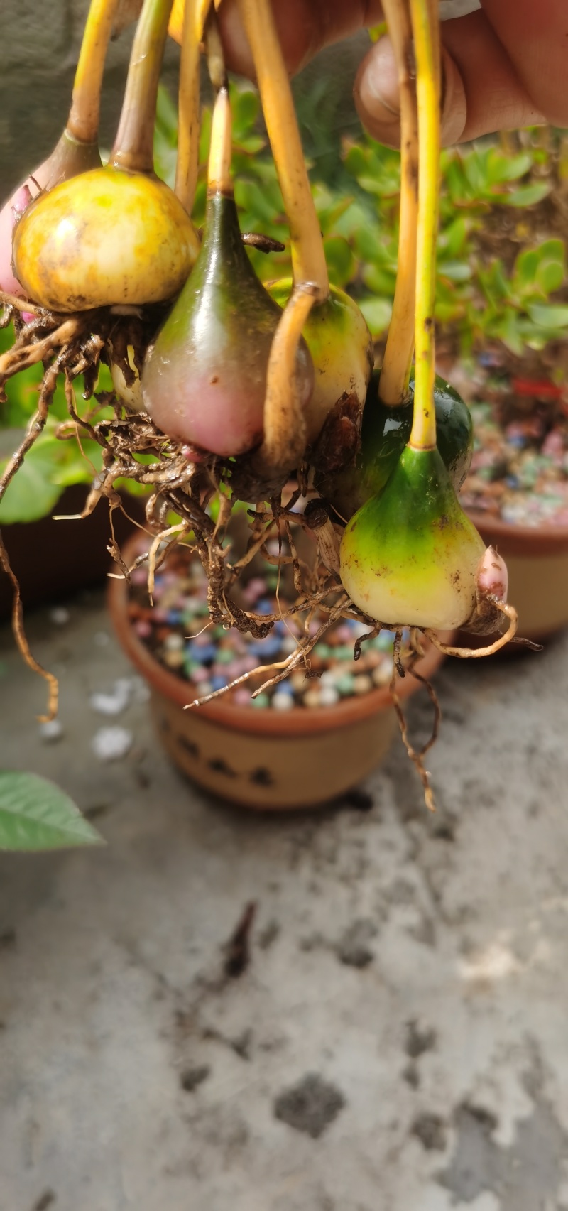 冰球子苗