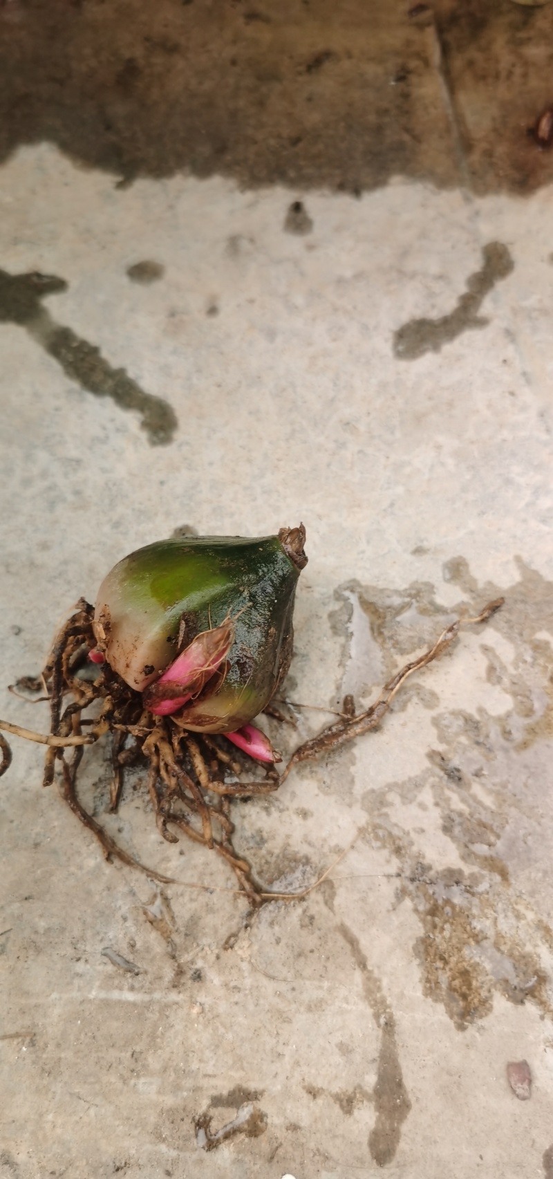冰球子苗