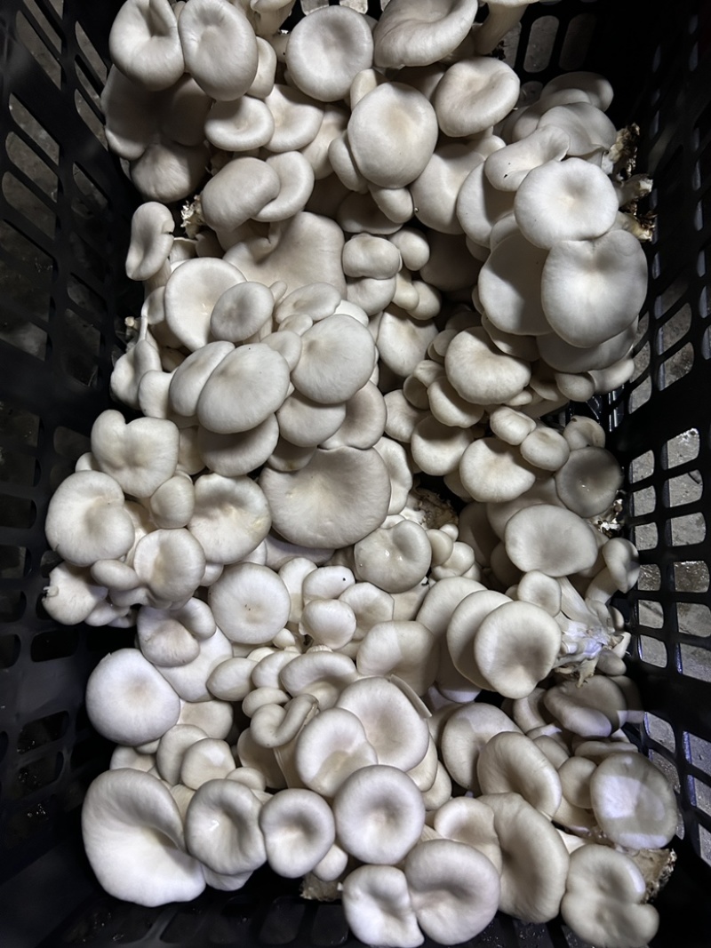 现摘靓菇