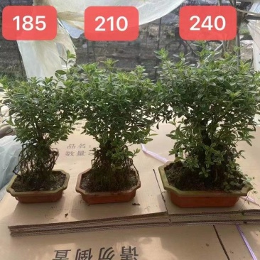 六月雪小提根福建漳州基地种植发货死了全赔偿