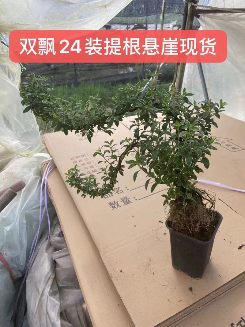 六月雪小提根福建漳州基地种植发货死了全赔偿