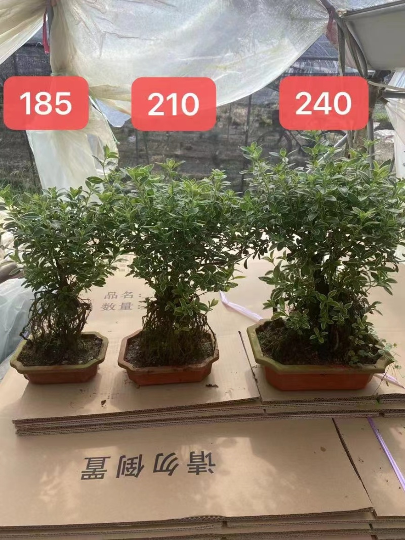 六月雪小提根福建漳州基地种植发货死了全赔偿