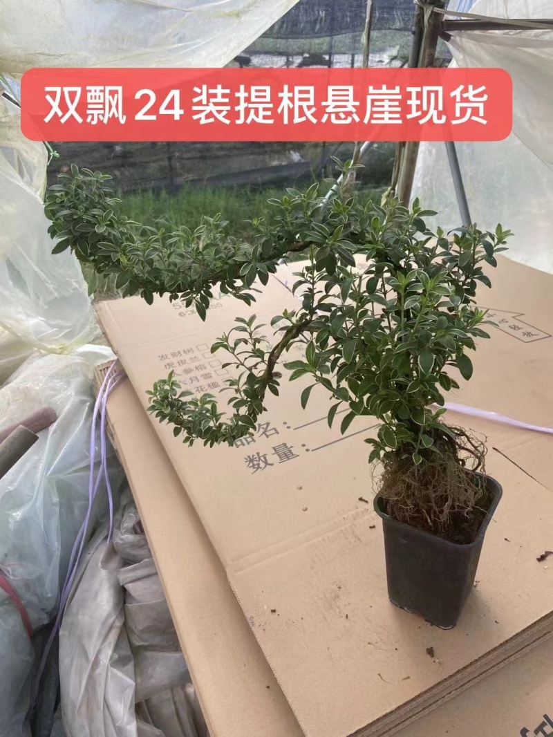 六月雪小提根福建漳州基地种植发货死了全赔偿