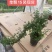 六月雪小提根福建漳州基地种植发货死了全赔偿
