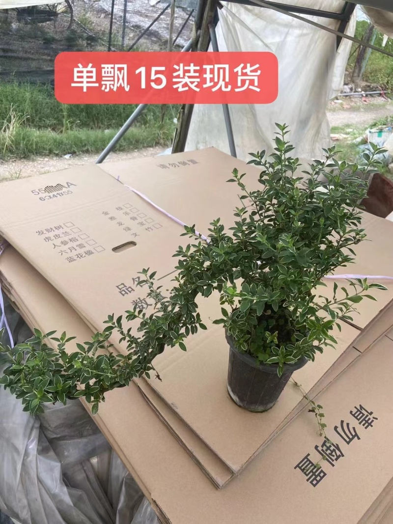 六月雪小提根福建漳州基地种植发货死了全赔偿