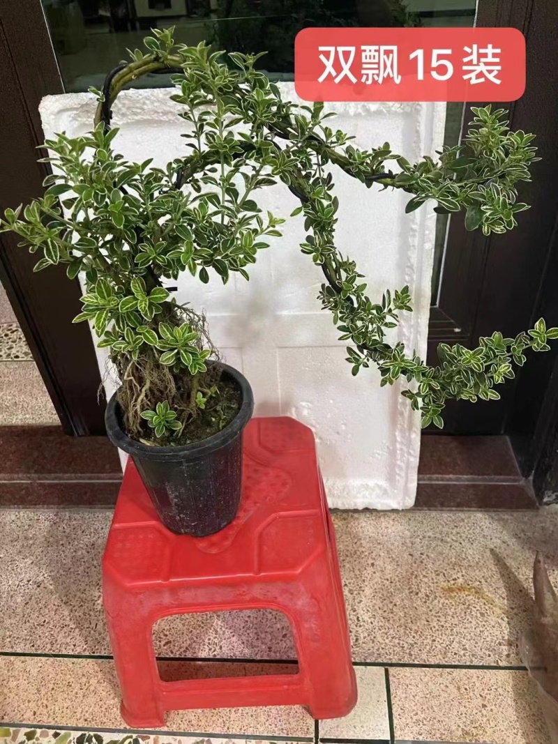 六月雪小提根福建漳州基地种植发货死了全赔偿