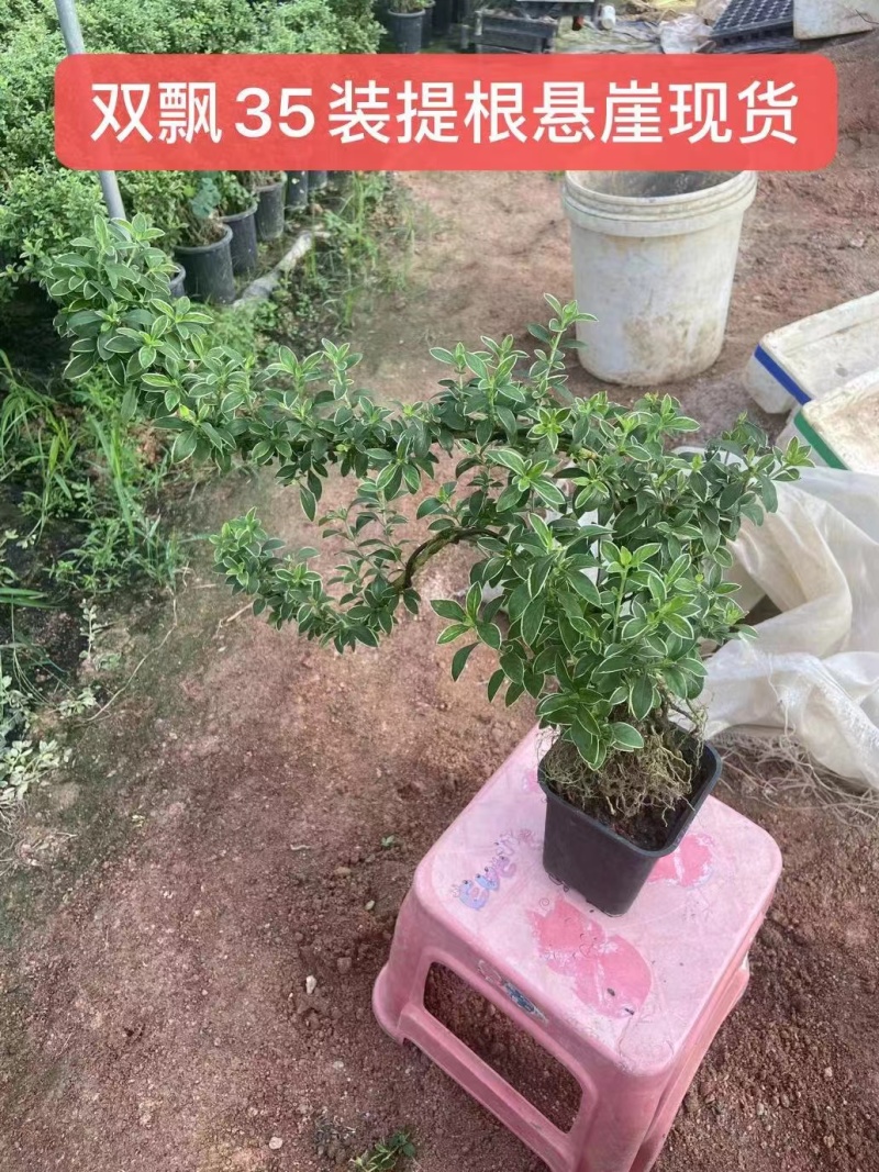 六月雪小提根福建漳州基地种植发货死了全赔偿
