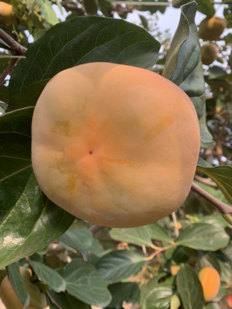 磨盘柿子