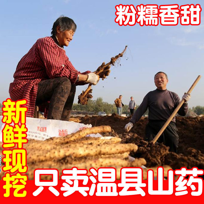 河南特产温县垆土地铁棍山药一箱